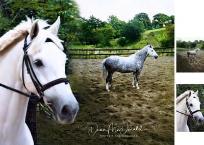 Two grey horses in a paddock.