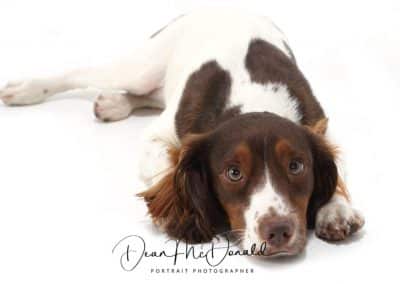 Pet Portrait of a English Springer Spaniel-Dean McDonald Photography