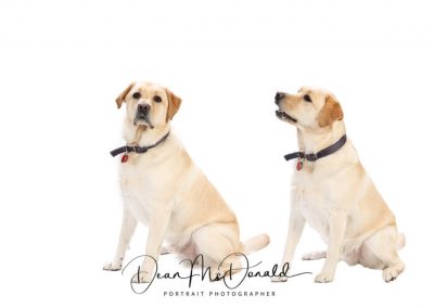 Two views of a dog sitting - Dean McDonald Photography