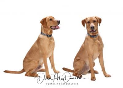 Two views of a dog sitting side by side. Dean McDonald Photography