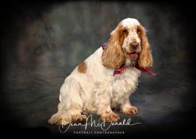 Cocker spaniel wearing a colourful bandana.