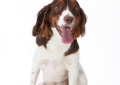 Pet Portrait of a English Springer Spaniel - Dean McDonald Photography