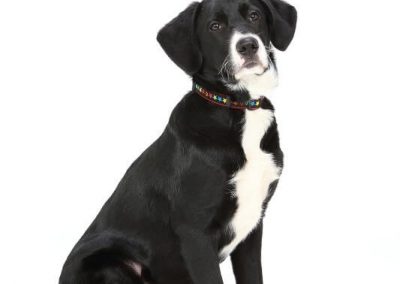 Black and white dog sitting elegantly.