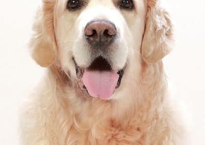 Fluffy golden retriever with pink tongue.