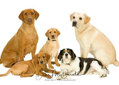 Five dogs posing together, looking playful.
