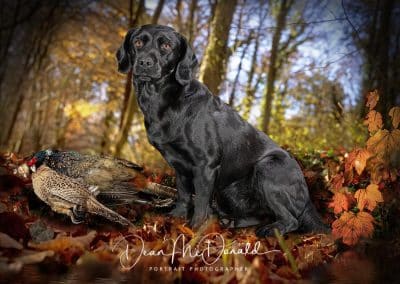 Black Labrador dog with two pheasant in autumn landscape.