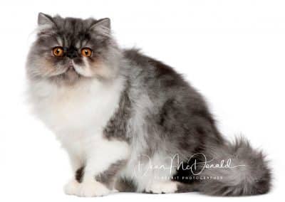 Fluffy grey and white Persian cat.