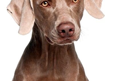 Dog with floppy ears, neutral background.